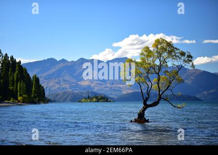 Dieser Wanaka-Baum, Neuseeland Stockfoto