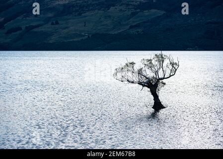 Weidenbäume in Lake Wakatipu, Glenorchy, Neuseeland Stockfoto