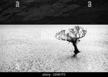 Weidenbäume in Lake Wakatipu, Glenorchy, Neuseeland Stockfoto