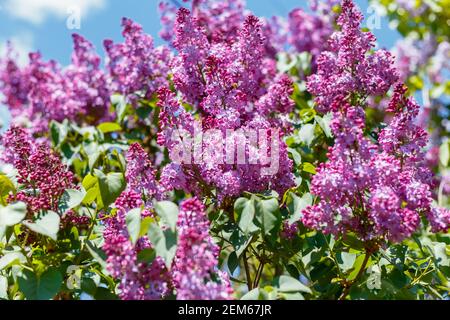Frühling blühende Blüten von Flieder auf Flieder Büsche gegen den blauen Himmel. Natürlicher Hintergrund von violett blühenden Fliederblüten draußen. Stockfoto