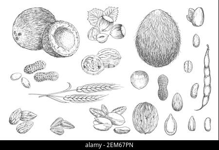 Vektorskizzen für Nüsse, Bohnen und Getreidesamen. Kokosnuss, Haselnuss und Erdnuss, Nussbaum in Schale, Pistazie und Mandel, Kürbis und Sonnenblumenkerne, Kaffee Stock Vektor