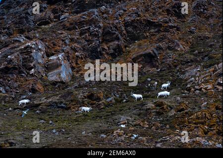 Spitzbergen Rentiere, Rangifer tarandus platyrhynchus, grasen auf einem Berg in Krossfjorden. Stockfoto