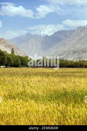 Getreidefeld in Wachan Tal, Hindukusch Berge, Gorno-badakhshan Region, Tadschikistan und Afghanistan Grenze Stockfoto