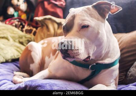 (Amerikanische und amerikanische Staffordshire Pit Bull Terrier) (canis lupus familiaris) Stockfoto