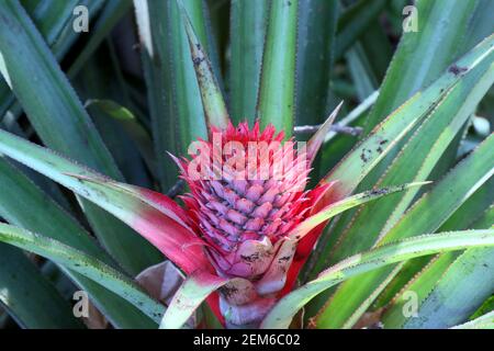 Eine unreife rote Farbe Ananasblume blüht Stockfoto