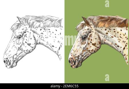 Kopf des gefleckten Knabstrupps. Vektor schwarz und weiß und bunt isoliert Illustration von Pferd. Für Dekoration, Malbuch, Design, Drucke, Stock Vektor