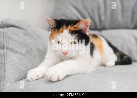 Niedliche kleine tricolor Kurzhaar Kätzchen tricolor Kätzchen schärft Krallen auf grauen Stuhl. Schlechtes Verhalten von Haustieren. Katze liegt auf dem Sofa und kratzt Nägel Stockfoto