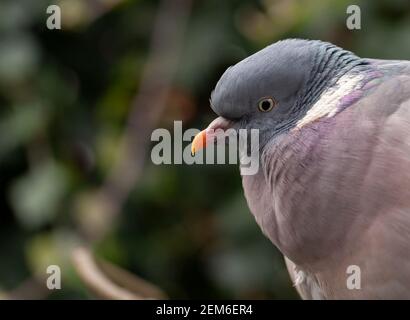 Nahaufnahme Porträt einer Holztaube (Columba palumbus) Stockfoto