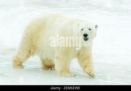 Der Eisbär auf Eis. Stockfoto