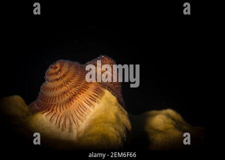 Weihnachtsbaumwürmer (Spirobranchus giganteus) am Riff vor Sint Maarten, niederländische Karibik Stockfoto