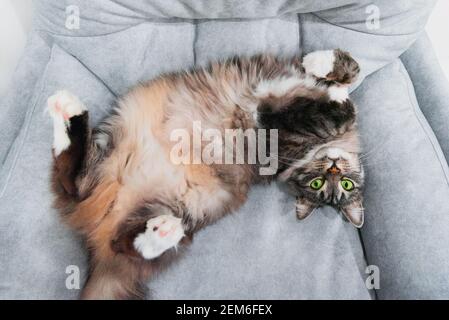 Inländische longhair flauschige sibirische graue Katze mit grünen Augen auf dem Sofa liegen. Nahaufnahme Tiere consept. Hintergrund über niedliche Haustiere Stockfoto