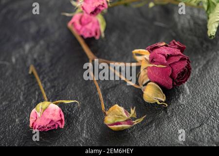 Getrocknete Rosen blühen auf schwarzem Hintergrund Stockfoto