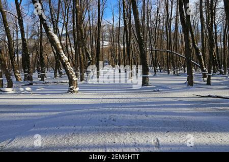 Ein überfluteter Wald mit Eisoberfläche und Licht und Schatten Im Winter Stockfoto