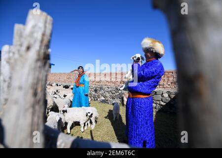 Peking, Chinas Autonome Region Innere Mongolei. Februar 2021, 24th. Ein Hirte überprüft ein Lamm in Xilinhot, Nordchina Innere Mongolei Autonome Region, 24. Februar 2021. Quelle: Liu Lei/Xinhua/Alamy Live News Stockfoto