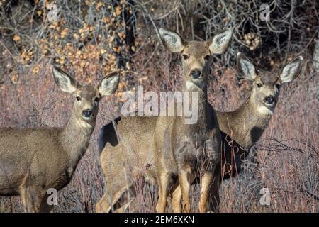 Drei weibliche Rocky Mountain Mule Deer Does- (Odocoileus hemiorus) aus nächster Nähe, studierend Fotografin, Castle Rock Colorado USA. Foto aufgenommen im Dezember. Stockfoto