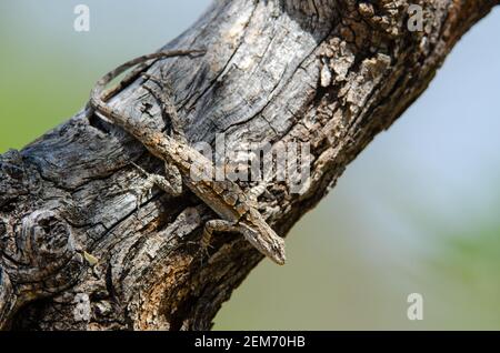 Reich verzierten Baum Lizard (Urosaurus ornatus) Stockfoto