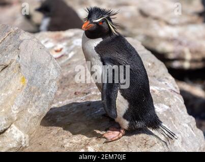 Ein Porträt eines Steintrichters Pinguin auf den Felsen von West Point Island auf den Falklandinseln Stockfoto