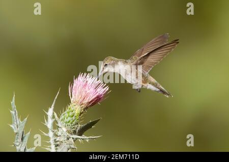 Schwarz-kinned Kolibri Weibchen, Archilochus alexandri, Fütterung an Distelblume. Stockfoto