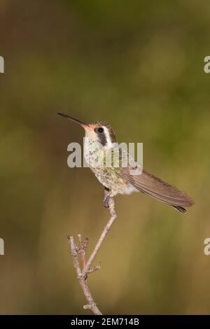 Weißohrige Kolibri-Hündin, Hylocharis leucotis, thront auf Zweig. Stockfoto