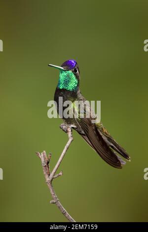 Prachtvolles Kolibri-Männchen, Eugenes fulgens, auf Zweig sitzend. Stockfoto