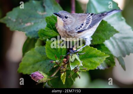 Ein Gelbrumpierter Warbler (Setophaga coronata) in Santa Barbara, Kalifornien Stockfoto