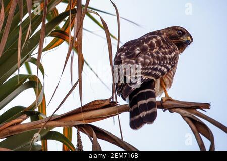 Ein Red-shouldered Hawk (Buteo lineatus) in Santa Barbara, Kalifornien Stockfoto