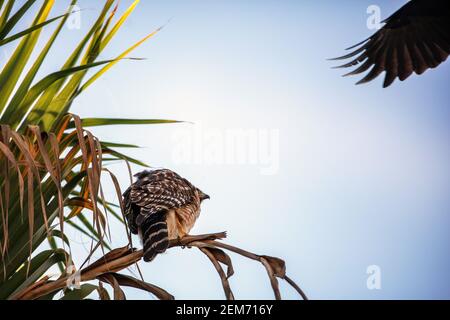 Ein Red-shouldered Hawk (Buteo lineatus) wird von einer amerikanischen Krähe (Corvus brachyrhynchos) in Santa Barbara, Kalifornien, belästigt Stockfoto