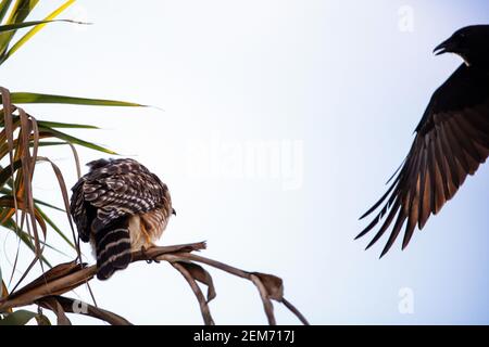 Ein Red-shouldered Hawk (Buteo lineatus) wird von einer amerikanischen Krähe (Corvus brachyrhynchos) in Santa Barbara, Kalifornien, belästigt Stockfoto