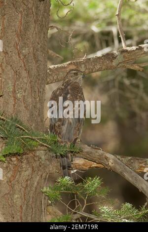 Nördliche Goshawk Weibchen zweiten Jahr, Accipiter gentilis, thront in Kiefer. Stockfoto