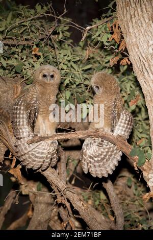 Mexikanischer Fleckkauz flügelige Strecken Flügel, Strix occidentalis. Stockfoto