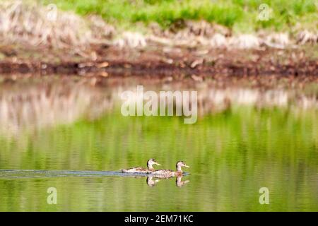 Zwei Enten im Denali National Park in Alaska Stockfoto