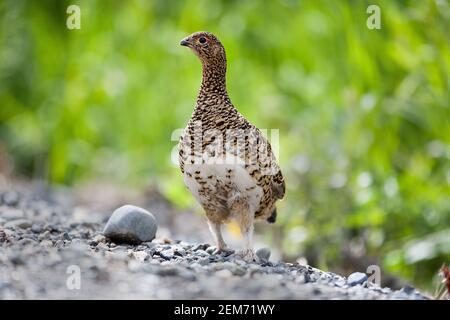 Ein Willow Ptarmigan (Lagopus lagopus) im Denali National Park, Alaska. Dies ist der Staatsvogel von Alaska Stockfoto