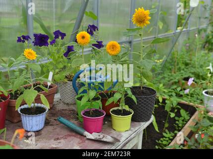 Sonnenblumen in Töpfen mit Arbeitswerkzeugen auf dem Tisch im Gewächshaus. Vintage botanischen Hintergrund mit Pflanzen, Home Hobby Stillleben mit Gartenobjekten Stockfoto