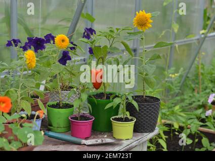 Töpfe mit kleinen Sonnenblumen und Spaten auf dem Tisch im Gewächshaus. Vintage botanischen Hintergrund mit Pflanzen, Home Hobby Stillleben mit gardeni Stockfoto