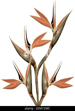 Paradiesvogel Blume mit einem weißen Hintergrund und mehrere Vorbauten Stockfoto