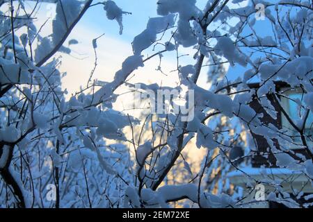 Zweige bedeckt mit Winterschnee am späten Nachmittag in Thunder Bay, Ontario, Kanada. Stockfoto