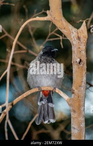 Apple Valley, Minnesota. Rot-belüftete Bulbul, Pycnonotus cafer auf einem Baum Ast stehen. Vorderansicht. Stockfoto