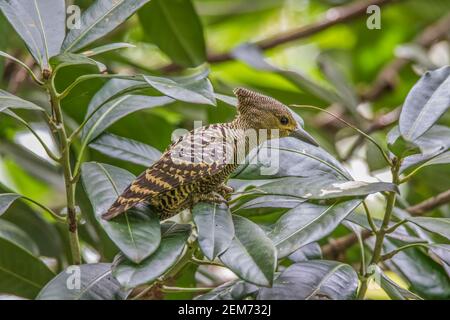 Buff-rumped Specht Meiglyptes tristis weiblich auf einem Durian Baum Blätter Stockfoto