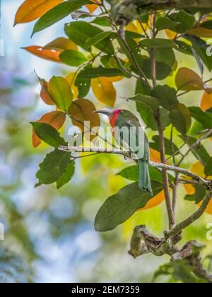 Rotbärtiger Bienenfresser Nyctyornis amictus Barsch auf einem Ast Stockfoto