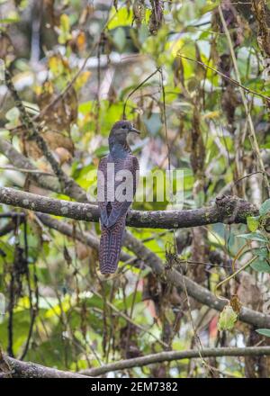 Barred Kuckuckstaube Macropygia unchall juvenile Barsch auf einem Zweig Stockfoto