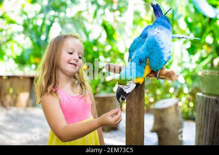 Kid Fütterung ara Papagei in Tropical Zoo. Kinder spielen mit großen Regenwald Vogel. Kinder und Haustiere. Kinder spielen und füttern wilde Tiere in Safari Park in Stockfoto