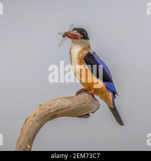Schwarz-gedeckelt Eisvogel Halcyon pileata Seitenprofil Barsch auf einem Holz Stock essen Libelle Stockfoto