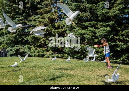 Duluth, Minnesota. 5 Jahre altes bi-rassisches Mädchen, das im Urlaub die Möwen füttert. Stockfoto