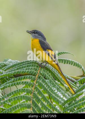 Grau-kinned minivet Pericrocotus solaris weiblich Barsch auf den Blättern Stockfoto