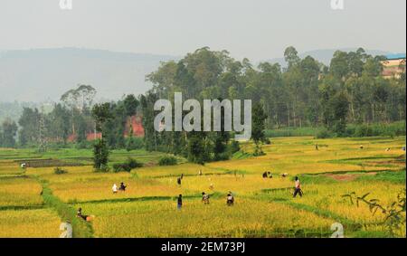 Paddy Fields im Süden Ruandas. Stockfoto