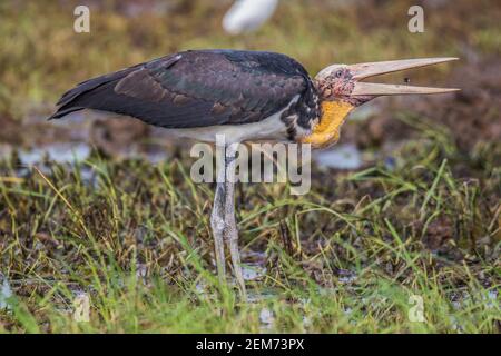 Kleiner Adjutant Leptoptilos javanicus, der die Schnecke des Paddy Field frisst Stockfoto