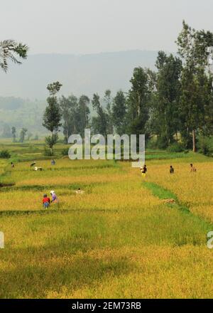 Paddy Fields im Süden Ruandas. Stockfoto