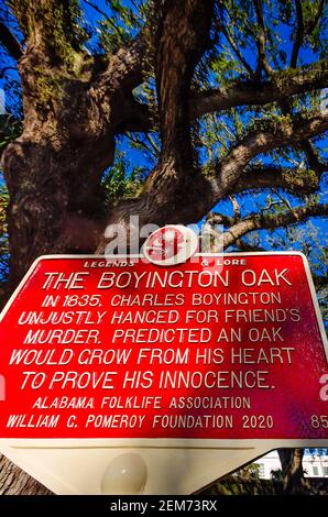 Eine historische Markierung steht vor der Boyington Oak, 19. Februar 2021, in Mobile, Alabama. Stockfoto