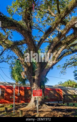 Eine historische Markierung steht vor der Boyington Oak, 19. Februar 2021, in Mobile, Alabama. Stockfoto