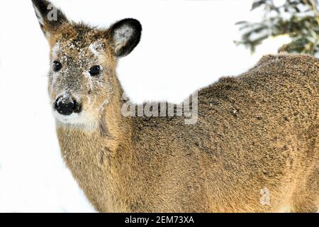 Eine junge Rehe, die auf dem Schnee steht, mit Schnee auf ihrem Gesicht an einem späten Wintertag. Stockfoto